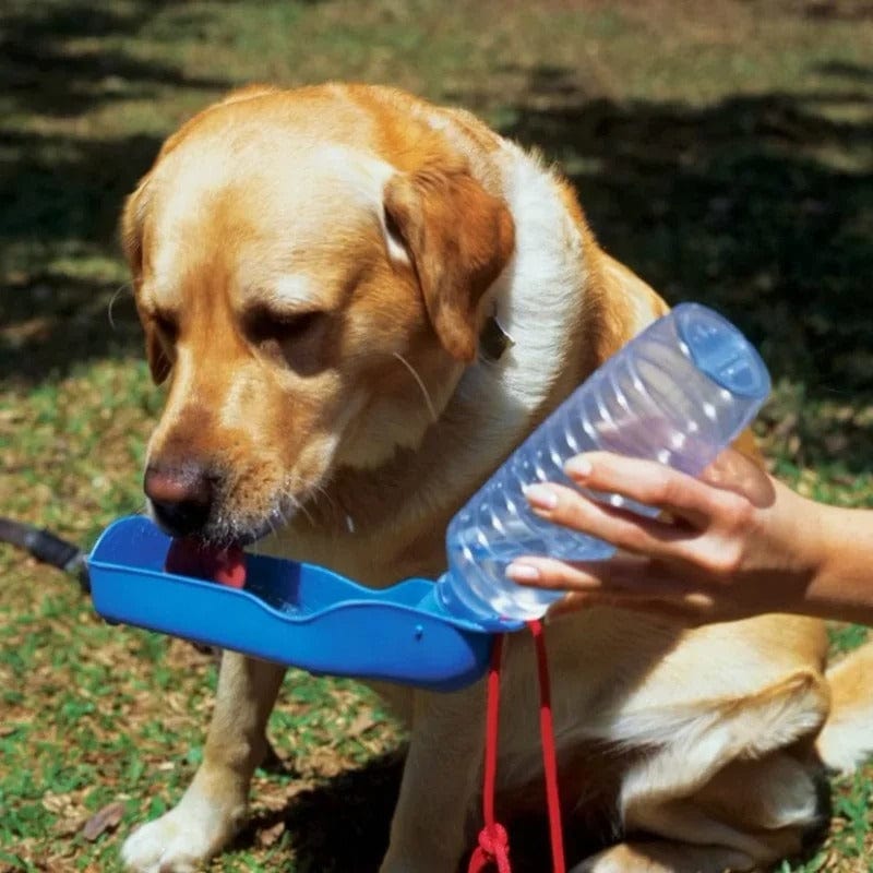 Gourde d'eau pour chien